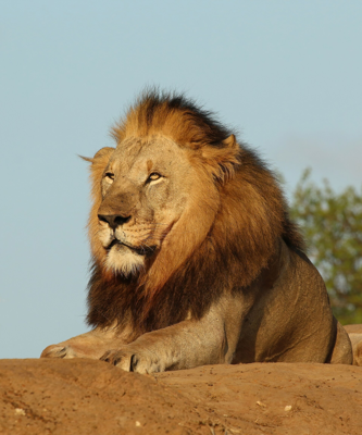 lion laying top dirt field tree, image, silver, free animals photo, hd download