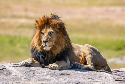 lion laying top large rock blurred, image, tan, free animals photo, hd download
