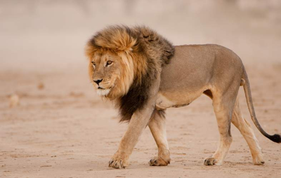 male lion walking across dirt field, image, tan, free animals photo, hd download